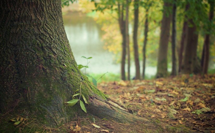 Przepiękny i {schludny zieleniec to nie lada wyzwanie, przede wszystkim jak jego pielęgnacją zajmujemy się sami.